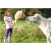 Hobby Horse Steckenpferd mit Trense Zügel